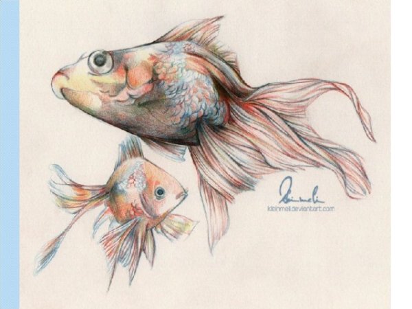 Рисунки рыб цветными карандашами