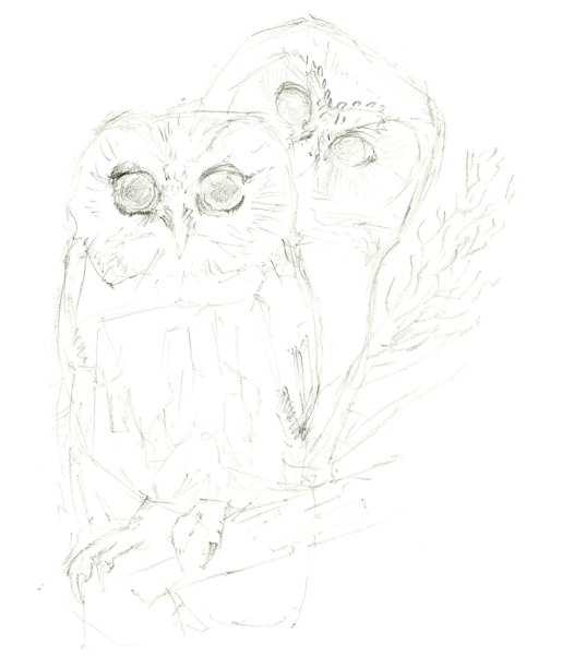 Сова в полете рисунок