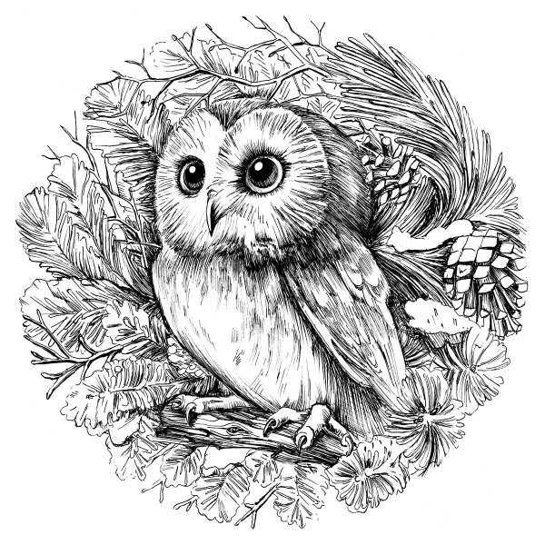 Филин рисунок
