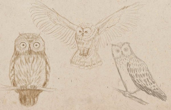 Ова рисунок карандашом