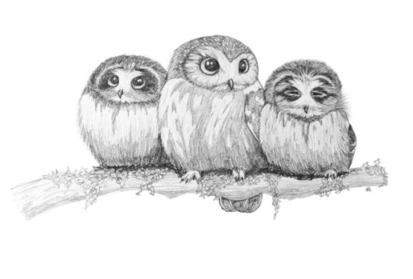 Рисунок Совы карандашом для срисовки