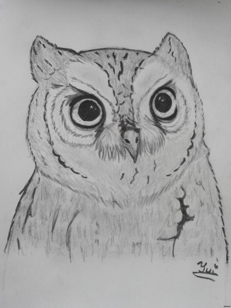 Рисунок смешная Сова рисунки для срисовки