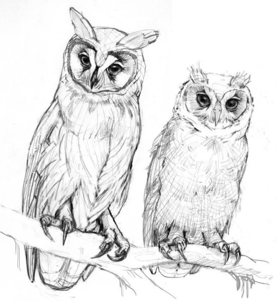 Совушка карандашом для срисовки