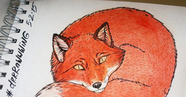 Рисунок карандашом лису