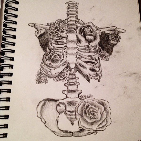 Стилизованная анатомия