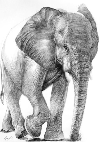Зарисовки слона