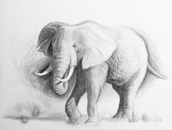 Слоны карандашом