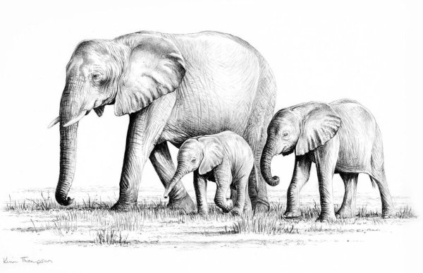 Слоны рисунок карандашом