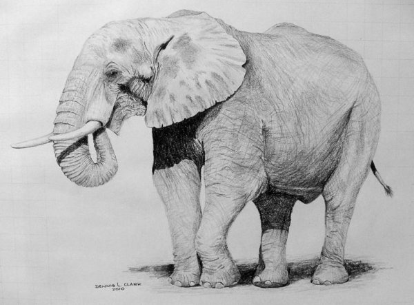 Рисунок слона карандашом для срисовки