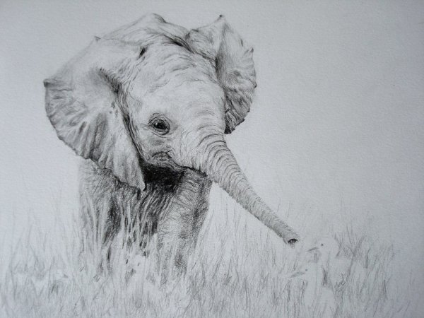 Рисунки животных штриховкой