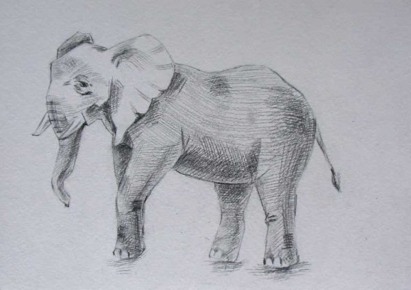 Слоник рисунок карандашом