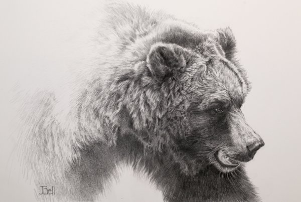 Медведь простым карандашом