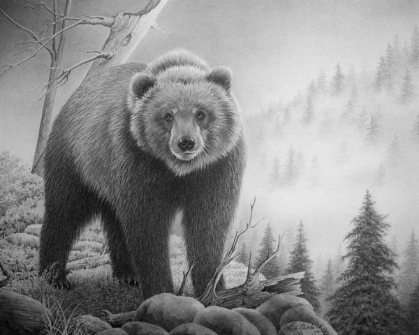 Медведь рисунок карандашом