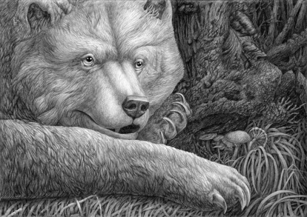 Медведь карандашом
