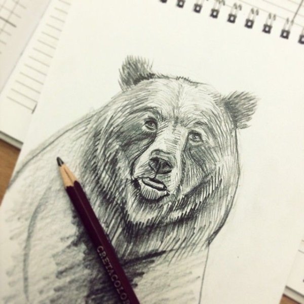 Медведь рисунок карандашом
