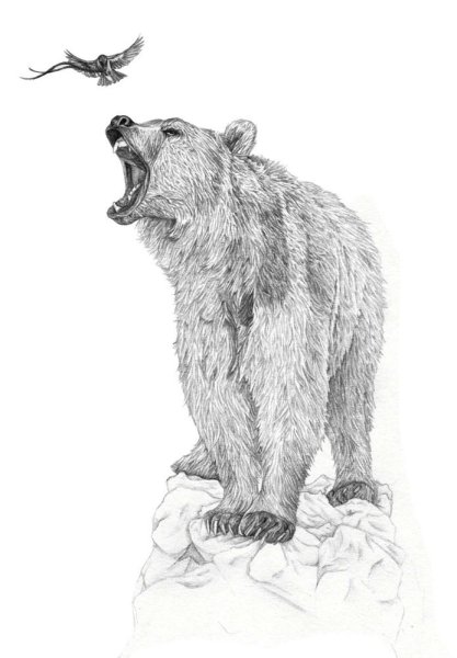 Медведь рисунок