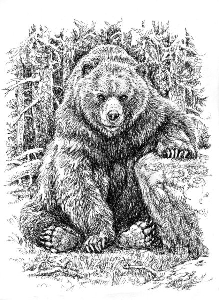 Рисунок медведя для срисовки