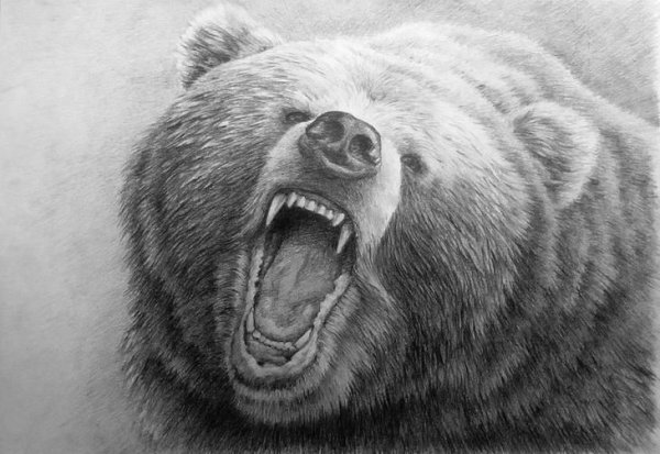 Медведь рисунок карандашом