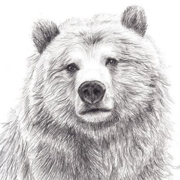Медведь набросок