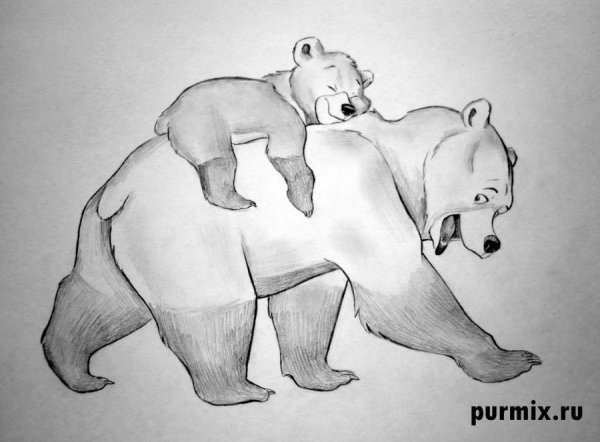 Оскал медведя рисунок