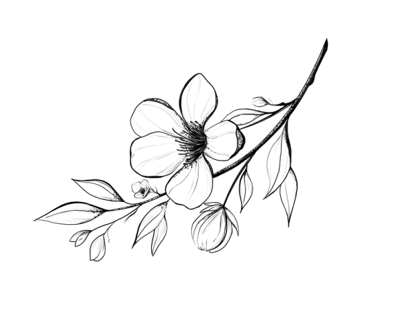 Веточка черно белая