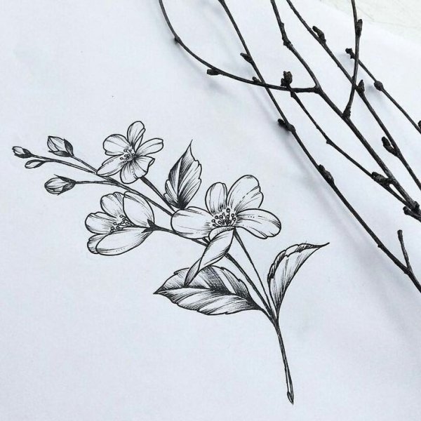 Ветка цветов тату эскиз