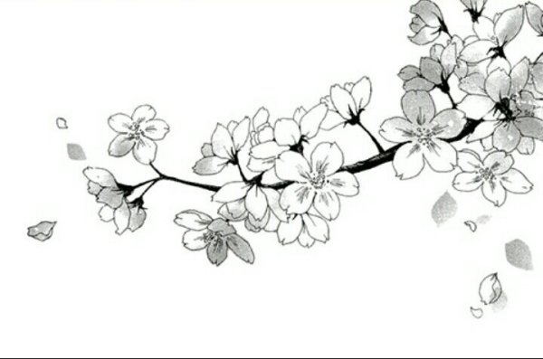 Сакура черно белая