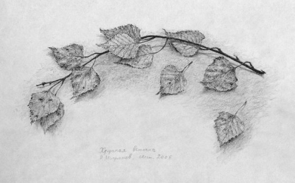 Ветка набросок