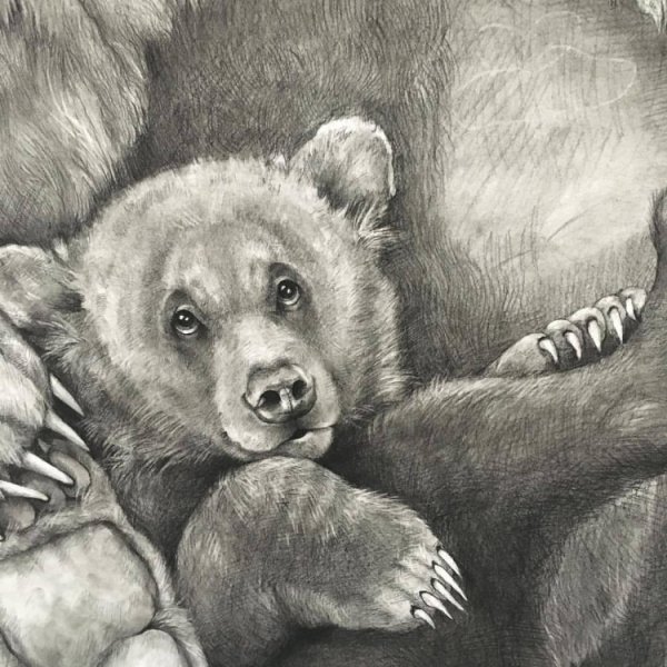 Медведь Гризли рисунок