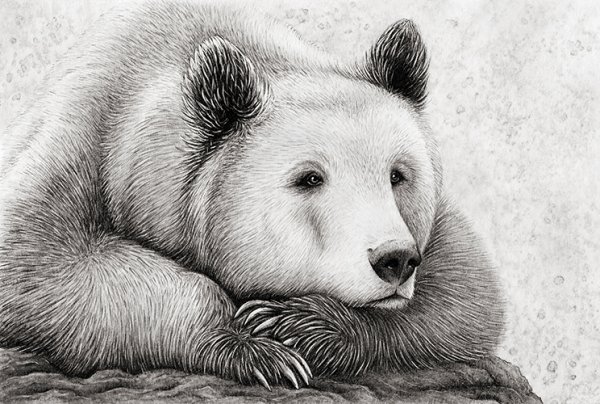 Медведь карандашом