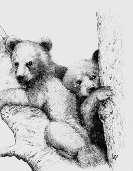 Медведь рисунок карандашом