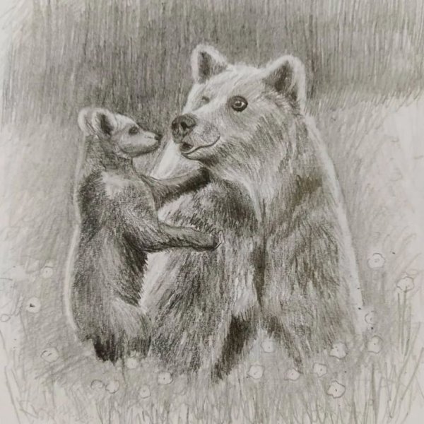 Мишка рисунок