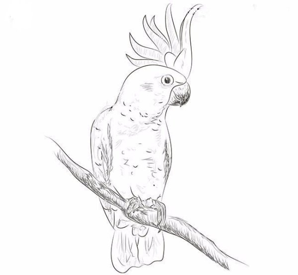 Раскраска попугай Какаду