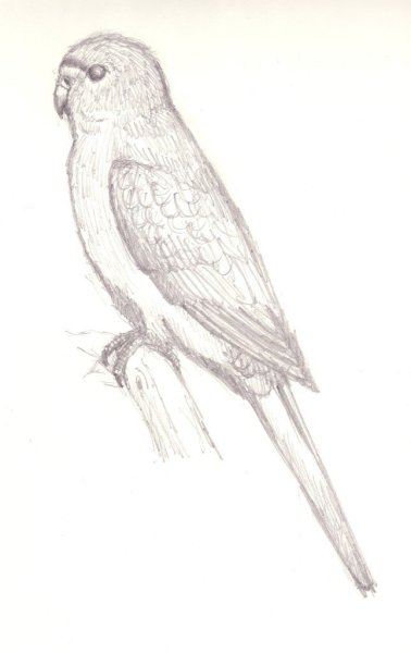 Попугай карандашом