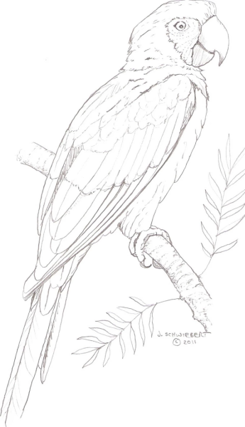 Наброски попугаев