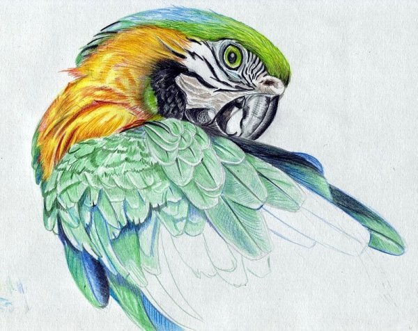 Попугай рисунок