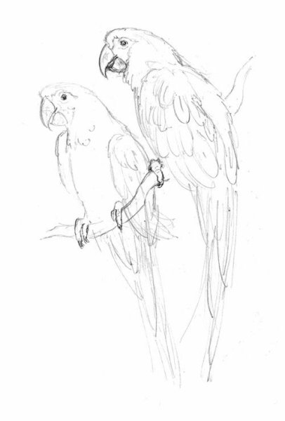 Попугай корелла