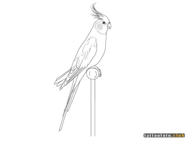 Разукрашка попугай корелла