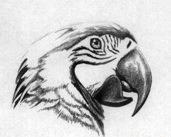 Попугай рисунок карандашом