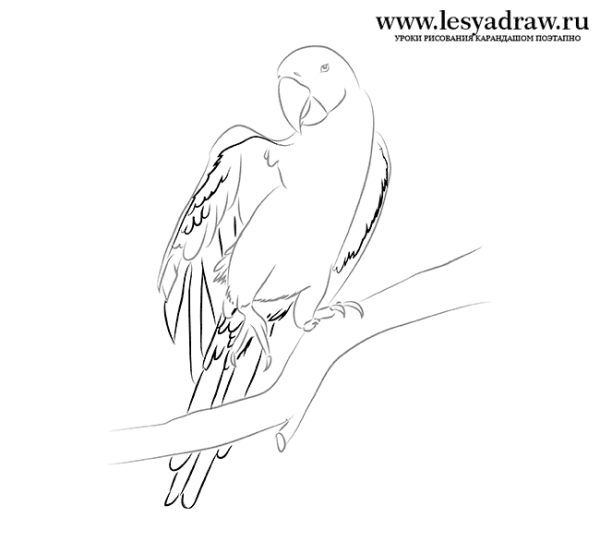 Попугай набросок карандашом