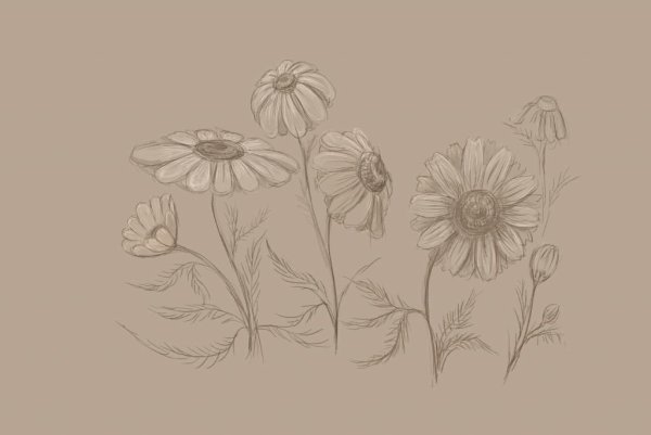 Ромашка рисунок