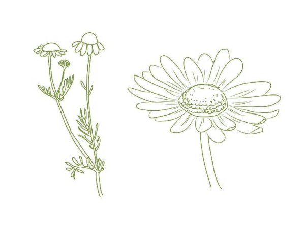 Ромашка карандашом