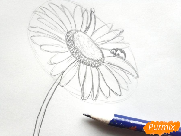 Ромашка карандашом