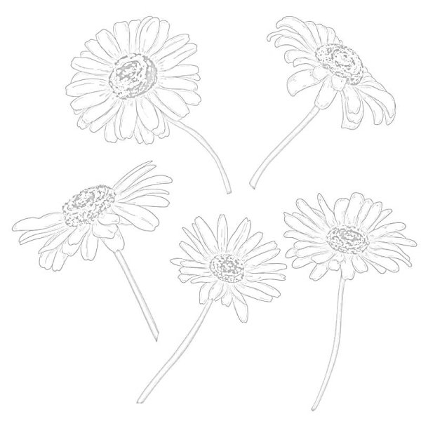 Ромашка рисунок карандашом