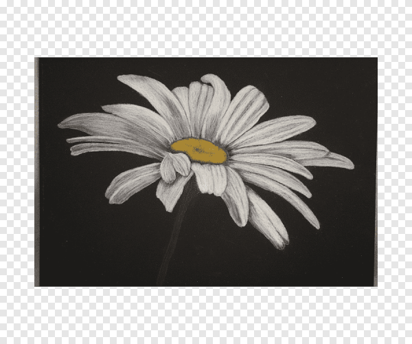 Нарисовать ромашку