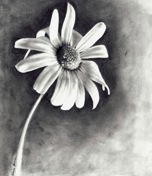 Ромашка рисунок карандашом