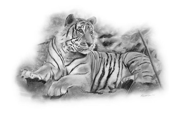 Рисунок тигра карандашом