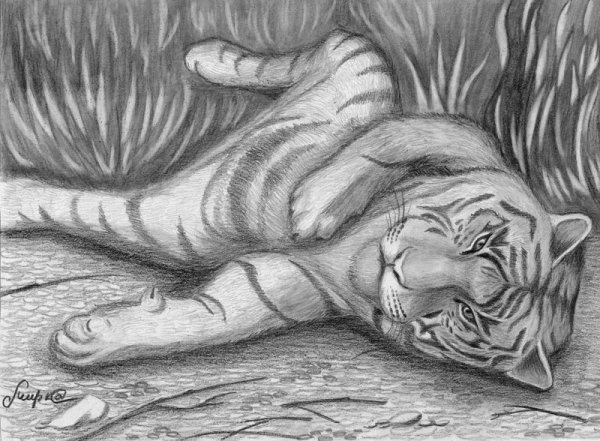 Тигр для срисовки
