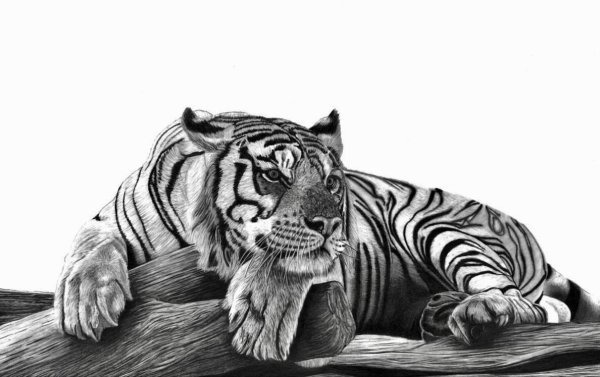 Тигр рисунок для срисовки