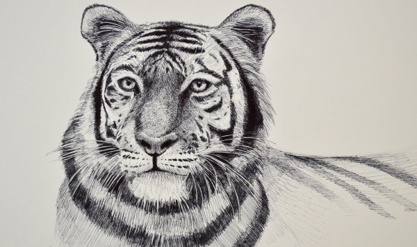 Рисунок тигра